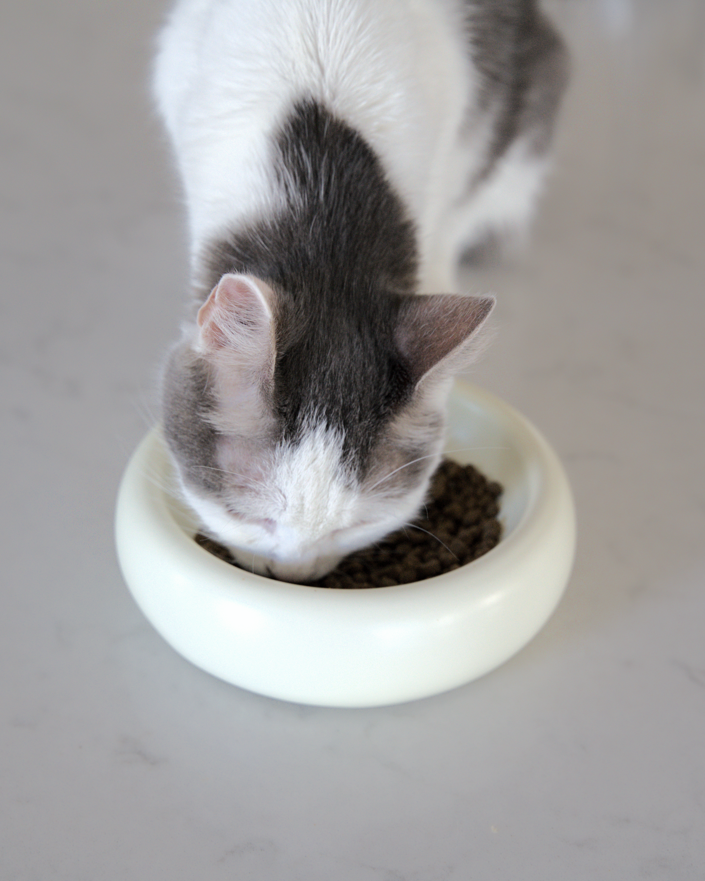 Halo Modern Cat Food Bowl